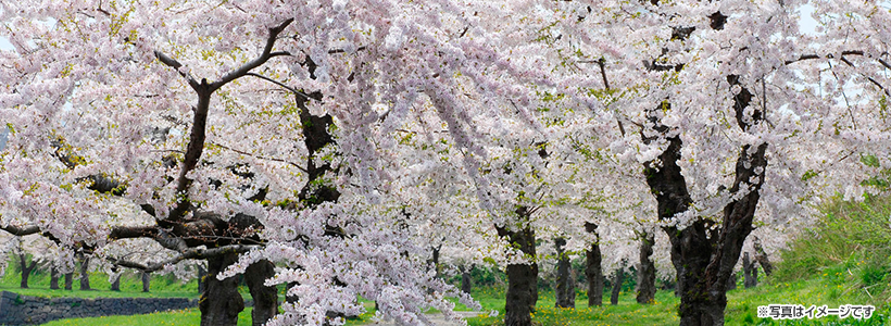 ＼お花見シャトルバス企画／桜につつまれた京都東山へ行こう♪