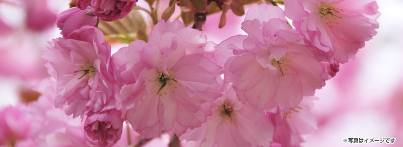 ＼お花見シャトルバス企画／桜で染まる天空の春★比叡山&大原エリアを散策