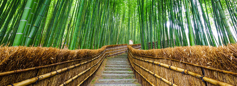 願いが叶うと有名な鈴虫寺と嵐山で和食ランチで満喫の旅