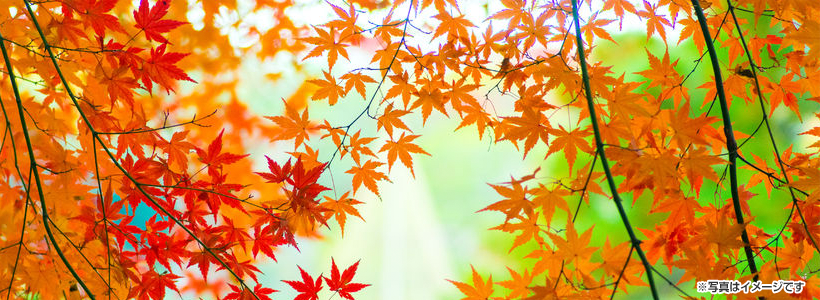 もみじの永観堂としょうざん庭園で紅葉見学＆京会席満喫の旅♪