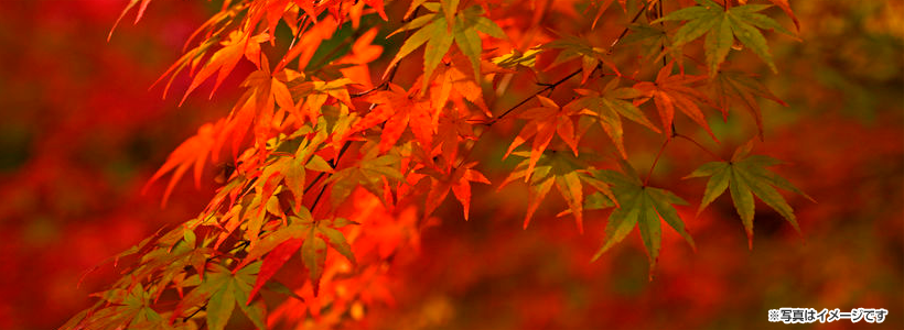 ～参道を埋め尽くす落ち葉のじゅうたん～「鶏足寺」参道・境内散策＆「せんなり亭 多賀別邸」でランチ