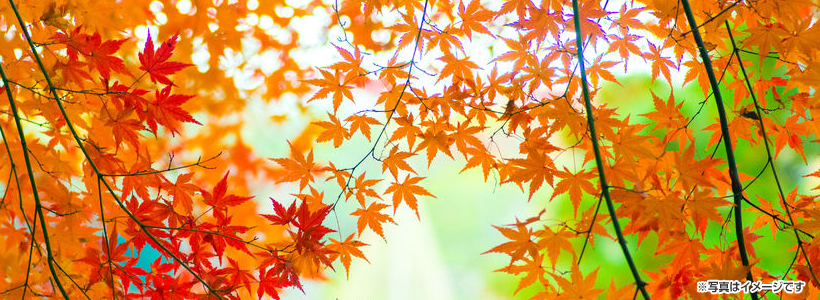 期間限定！浄住寺　本堂と方丈内部の特別公開＆参道の紅葉トンネルと様々な紅葉が彩る京都御苑もみじ散歩＆コラーゲンたっぷり 極上！すっぽん料理