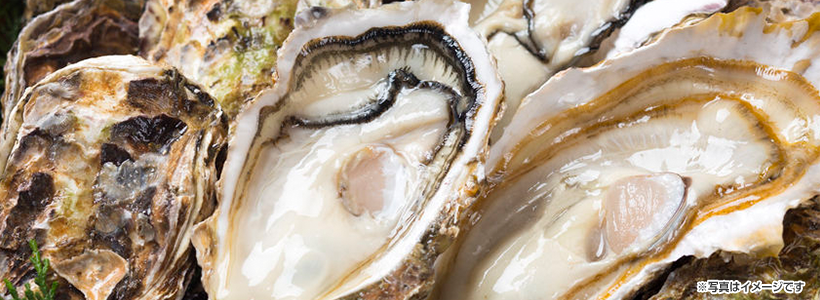 ＼毎年大好評！／「住栄丸」室津の牡蠣＆「杵屋」和菓子づくり体験＆お買い物♪