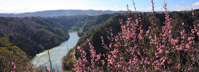 一目一万本・月ヶ瀬梅林で梅を愛でる旅！老舗料亭で食す伊賀牛ミニまぶし会席＆いちご狩り(食べ放題)といちご大福お買い物
