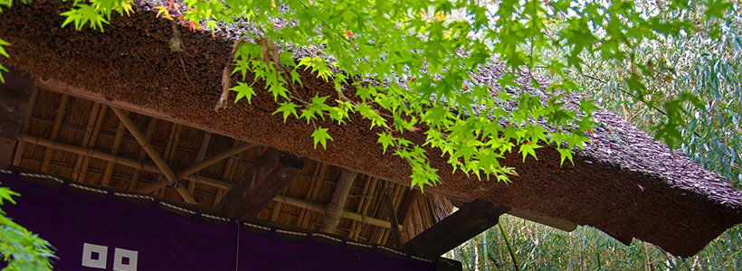 青もみじと苔のコンストラストが美しい石の寺・教林坊と近江牛5種盛りランチ＆岡村本家酒蔵見学とラコリーナ近江八幡へ♪