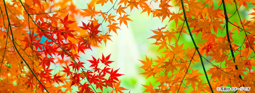 国宝「湖南三山」紅葉巡り　100年受け続く味わい「近江 スエヒロ本店」にて絶品近江牛しゃぶしゃぶ✩全ての願いをかなえに行こう！の旅